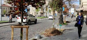 У Львові стартує акція «Хочу посадити дерево!» – як долучитися