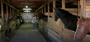 У Дніпрі рятують коней з Харківщини, яких хотіли з’їсти окупанти