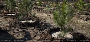 У Харкові висадять понад 20 тисяч дерев