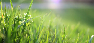 На Київщині виявили дуже рідкісну квітку - ФОТО