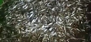 Майже півмільйона гривень збитків: на Одещині вилучили невід із незаконно виловленими рибою та креветками