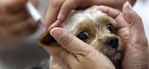 В одной из громад Одесской области ввели карантин из-за бешенства