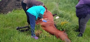 Редкий случай в Украине: в Одесской области пчелы до смерти закусали кобылу