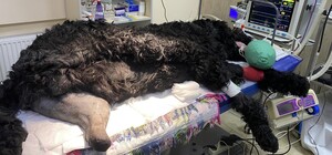 В Харькове раненой собаке впервые установили биоинтегрированный протез