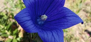 У Дніпрі працюватиме ботанічний сад у суботу