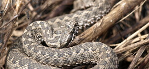 В Днепропетровской области зафиксировали три случая укусов ядовитыми змеями