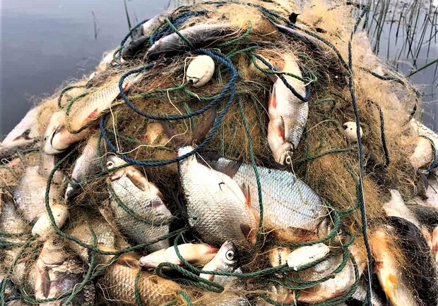 В Запорожье на Хортице изъяли браконьерские сети с мертвой рыбой. 