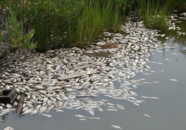 В Запорізькій області через падіння рівня води очікується мор риби. 