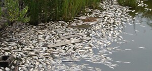 В Запорізькій області через падіння рівня води очікується мор риби