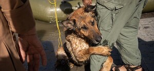 Киян просять взяти додому врятованих із Херсона тварин: як це зробити