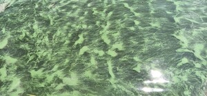 В Одессе начало цвести море: оно позеленело (фото, видео)