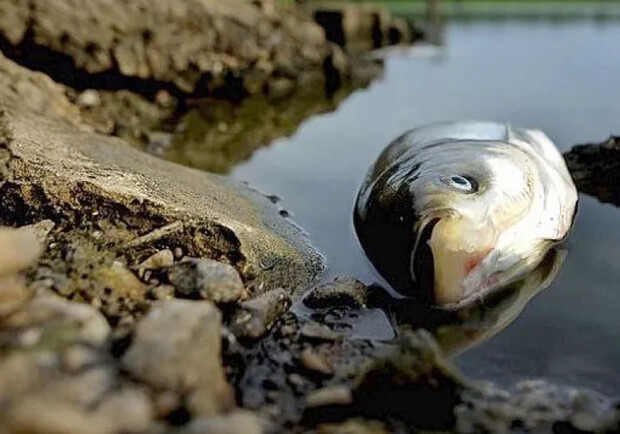 На водоймах Запоріжжя через підрив Каховської ГЕС почала гинути риба. 