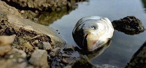 На водоймах Запоріжжя через підрив Каховської ГЕС почала гинути риба