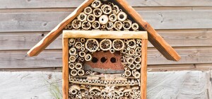 У Києві з'являться готелі для комах