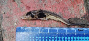 Из-за краснокнижной рыбы на Дунае запретили вылов 