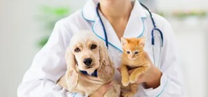 В частном секторе Харькова будут бесплатно прививать домашних животных от бешенства: график