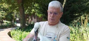 В Одессе спасли двух лебедей, которые упали на крышу частного дома