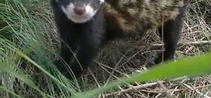 Краснокнижное животное заметили в Днепропетропетровской области