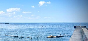 Свіжий моніторинг води в Одесі: що відомо на 15 липня