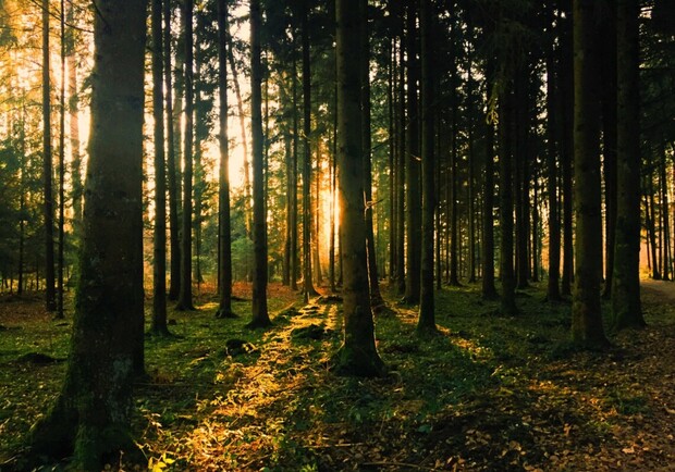 Не только из-за войны: в Запорожской области запрещено посещать лес. 