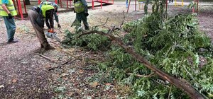 Непогода: в Одессе продолжается сильный древопад