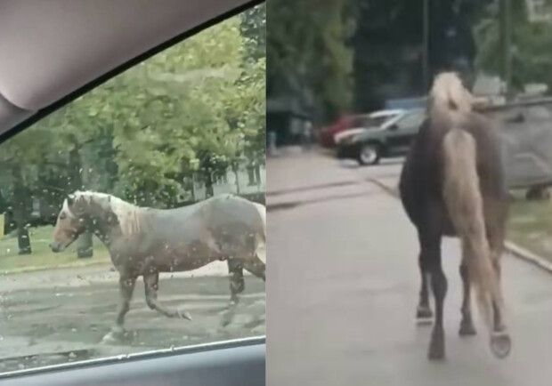 Стало известно, что за конь бегал по Запорожью и что с ним сейчас 