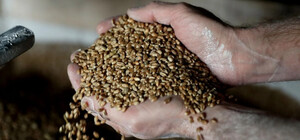 Оккупанты планируют вывозить награбленное в Запорожской области зерно в Африку