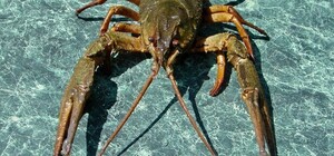 На Одещині частково ввели заборону на вилов раків