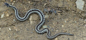 У Трускавці змія напала на жінку