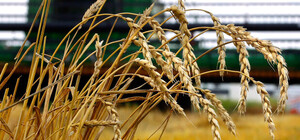 В Запорожской области оккупанты похитили уже 1,4 миллиона тонн зерна