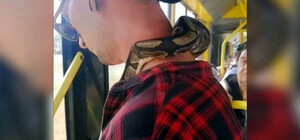 В киевском автобусе пассажир перевозил питона на шее