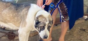 В Одесской области за неделю вакцинировали от бешенства более 18 тысяч животных