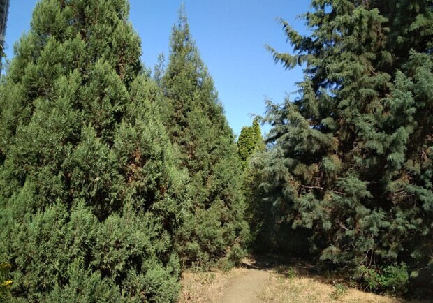 В Одессе отменили тендер на закупку деревьев, а 120 миллионов направит военным