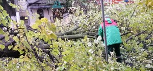 Непогода: сильный ветер в Одессе повалил 46 деревьев и больших веток (обновлено)