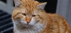 У Києві затримали чоловіка, який бив безпритульного кота об асфальт