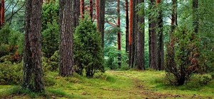 В Одесской и Николаевской областях высадят более 5,5 тысяч гектаров лесов