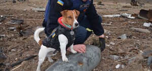 На месте снесенного памятника Пушкину киевляне предлагают установить скульптуру... собаке