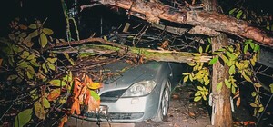 Понад 50 дерев впали: до яких наслідків призвела негода в Одесі