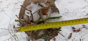 У лісі на Львівщині чоловік загинув внаслідок падіння дерева, яке крав 