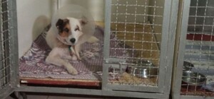 Суд вынес приговор женщине, которая отрезала половой орган и выколола глаз собаке