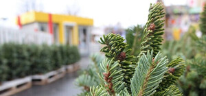 Где в Запорожье продают новогодние елки и в какую цену (адреса)