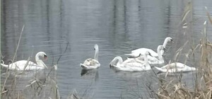 У Дніпрі залишилася зимувати родина лебедів та чапля