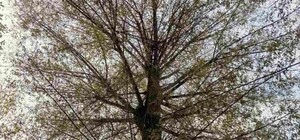 У Львові зріжуть 60-річну вербу