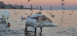 Коли чекати сніг: яка погода очікує одеситів у січні