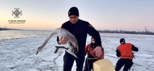 Обессиленные находились в леду: в Днепре водолазы ГСЧС спасли лебедей