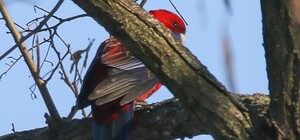 У Дніпрі помітили австралійського тропічного папугу