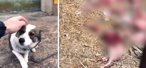 Разрывают козу и спят на холодном бетоне: зоозащитники возмущены условиями приюта в Киевской области