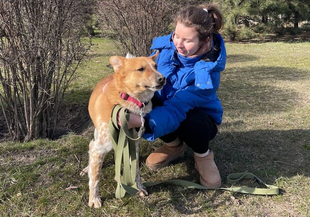 Приют для собак в Запорожье: как прийти погулять с собакой или взять его под опеку - фото: Vgorode