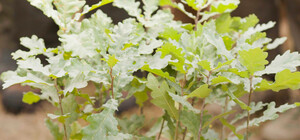 Одесситов и жителей области просят помочь высадить деревья