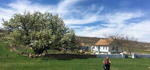 На Одещині зацвіла найстаріша груша України